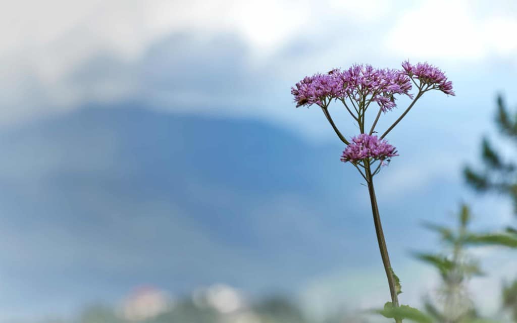 How To Take Valerian For Sleep