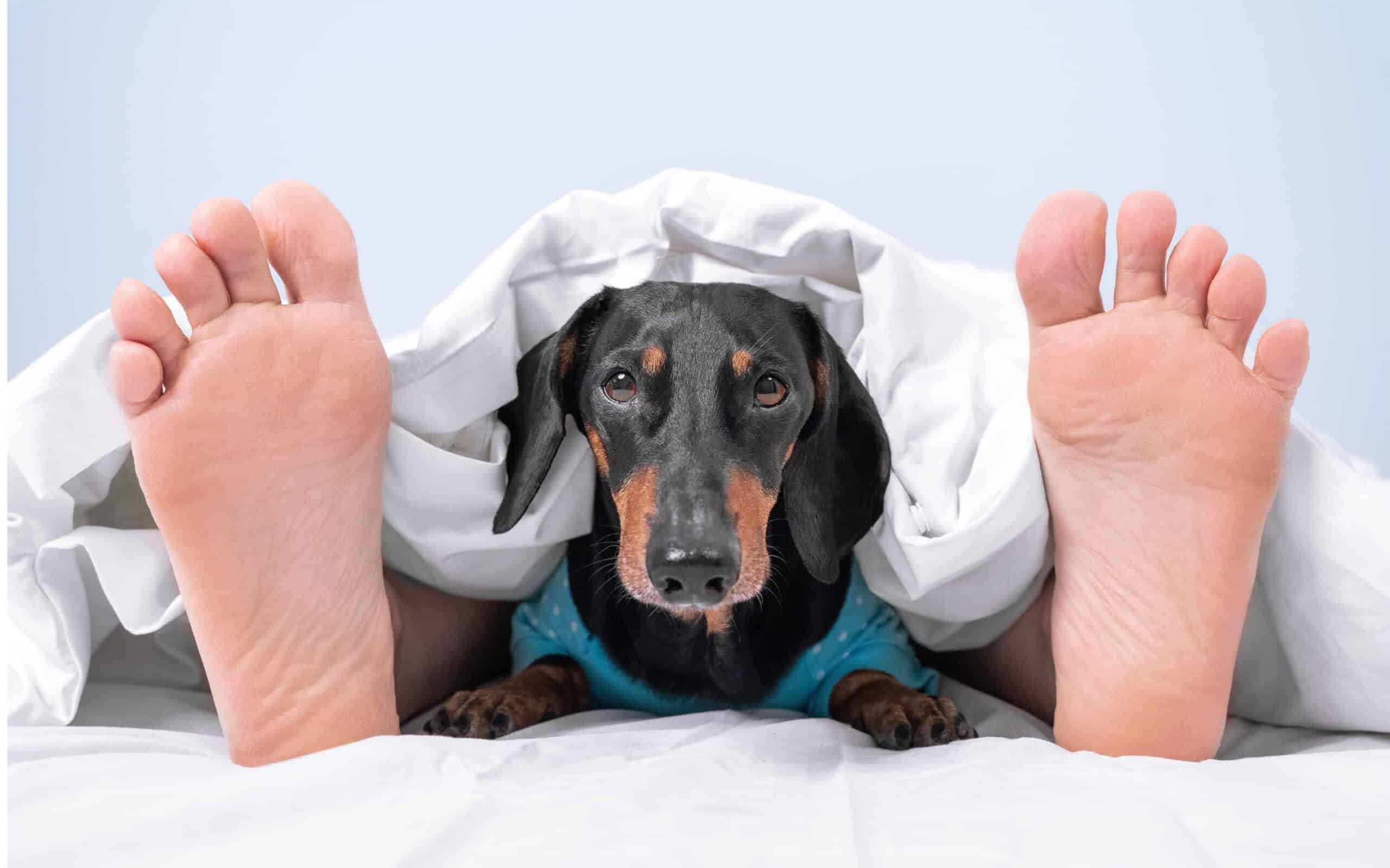 should-dogs-sleep-in-your-bed-snoozing-with-your-furry-friend